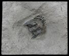 Enrolled Greenops Trilobite - New York #44666-2
